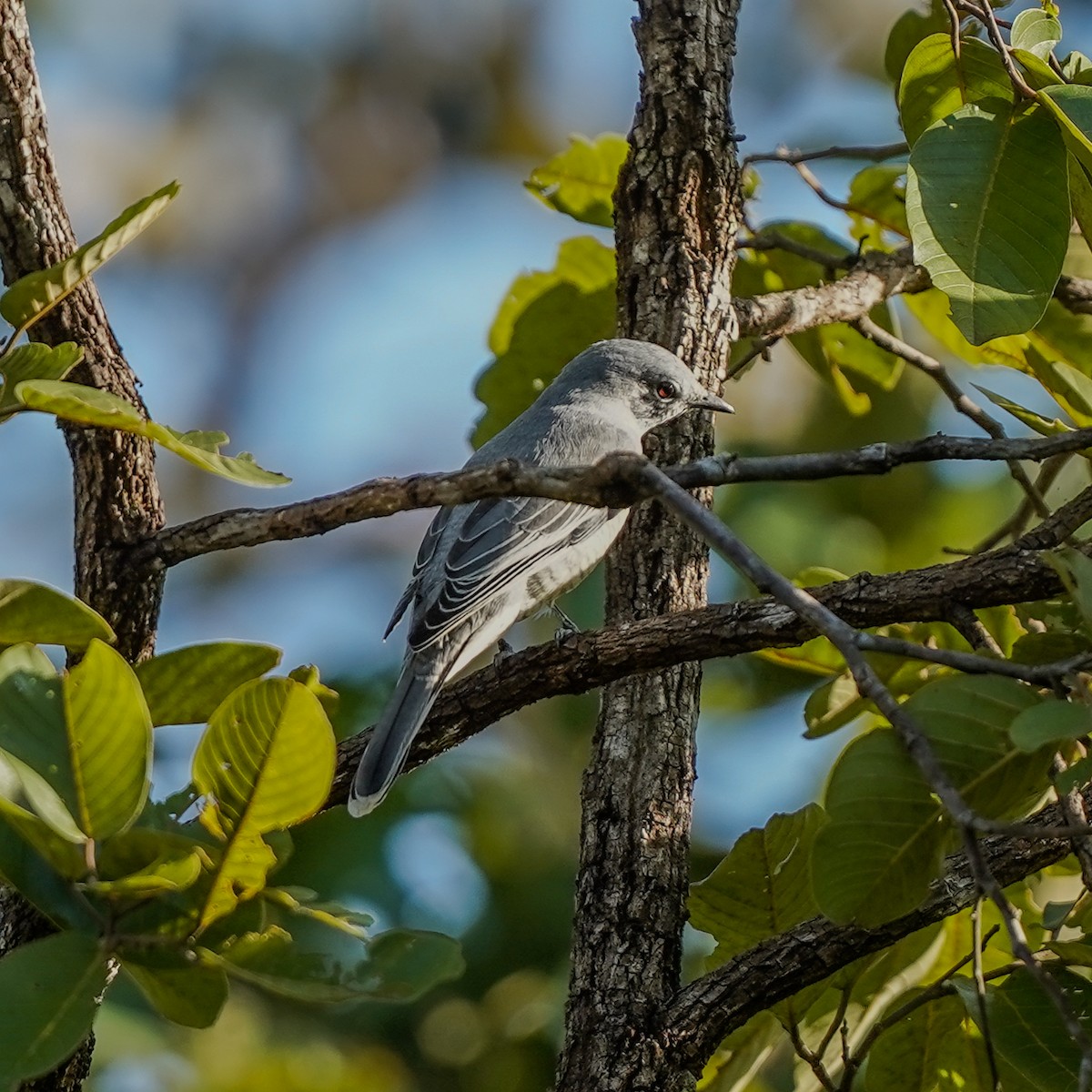 Indochinese Cuckooshrike - ML645837659