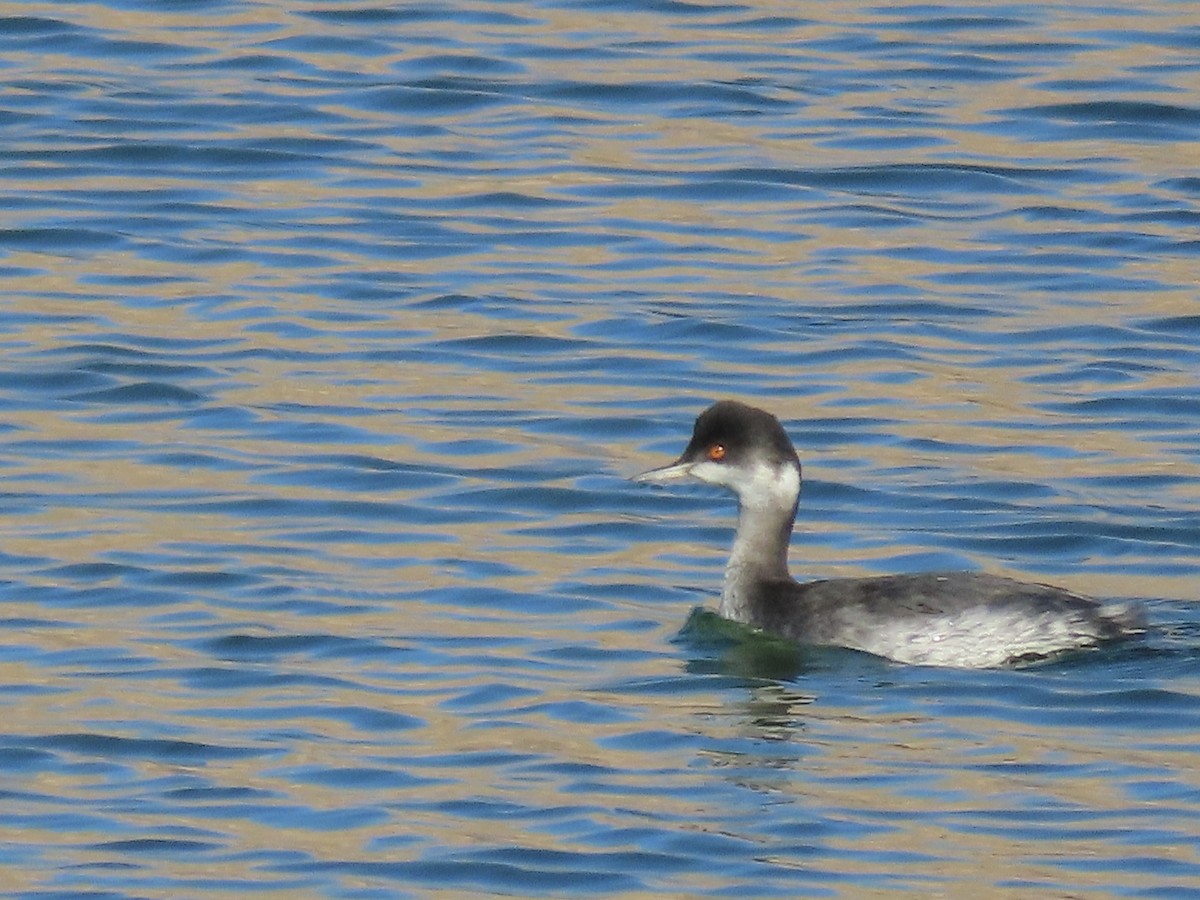 Schwarzhalstaucher - ML645837661