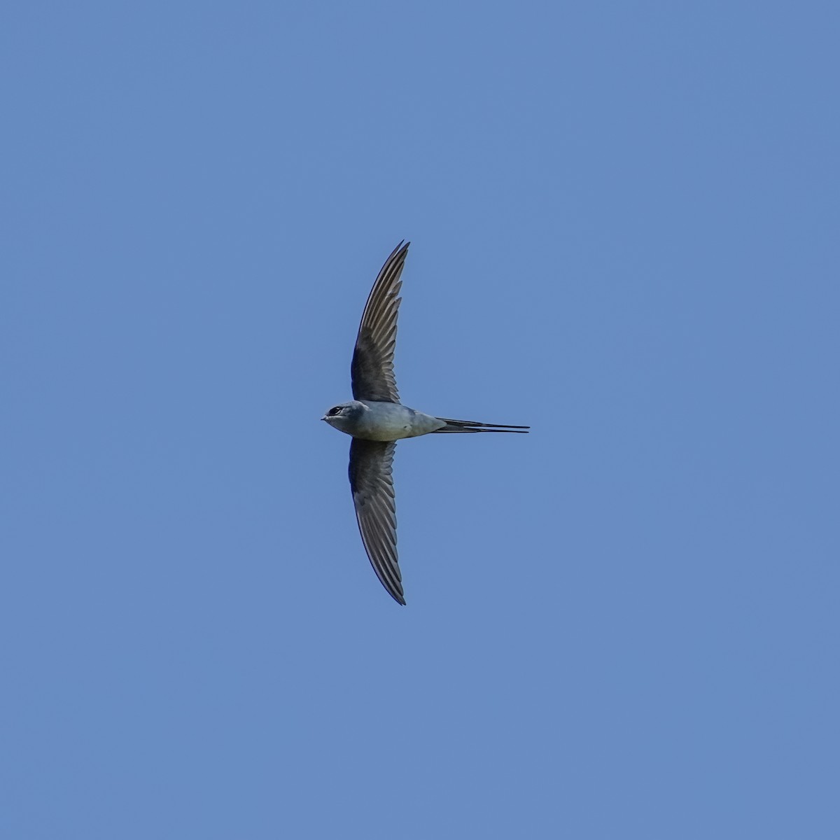 Crested Treeswift - ML645837668