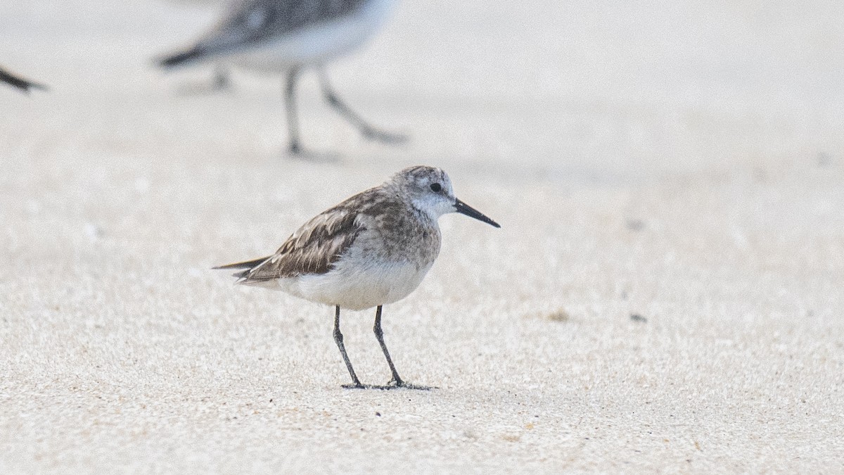Little Stint - ML645837674