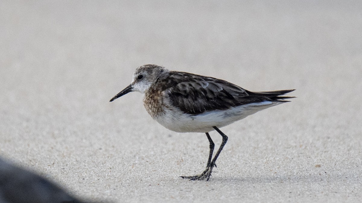 Little Stint - ML645837675