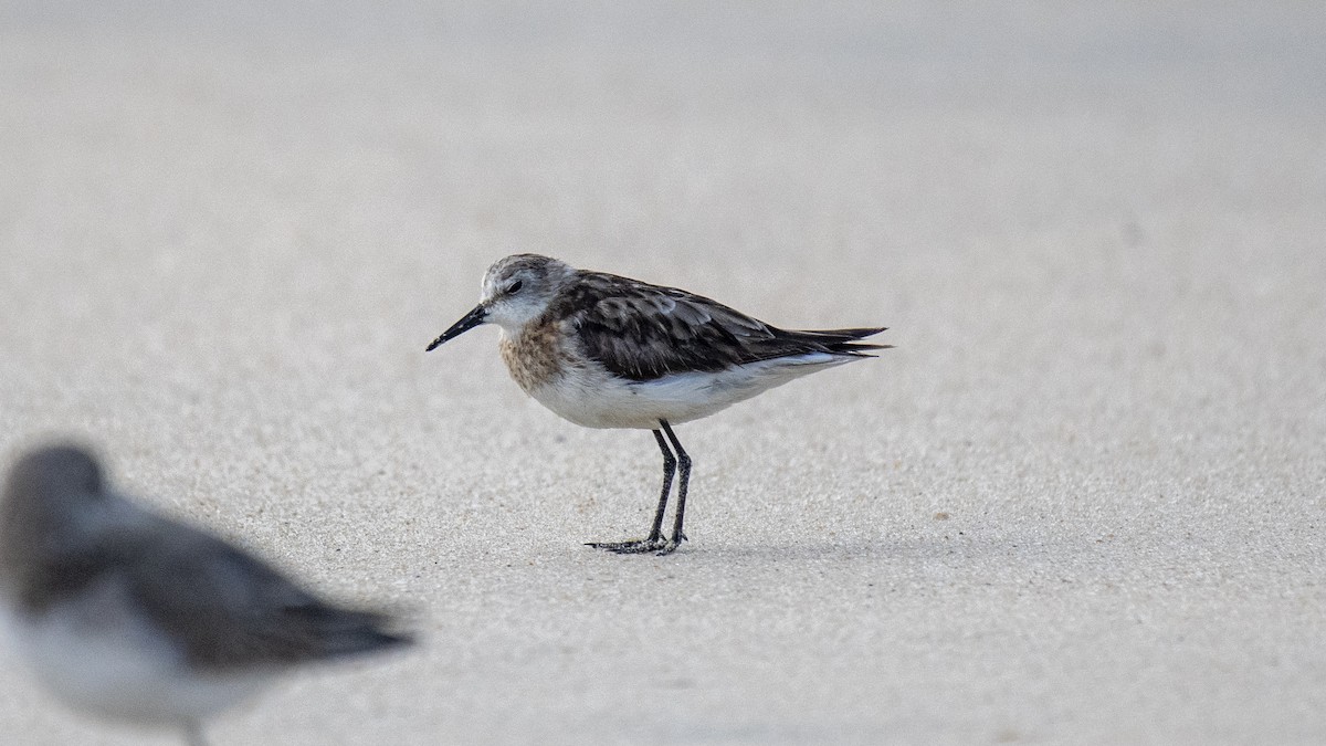 Little Stint - ML645837677