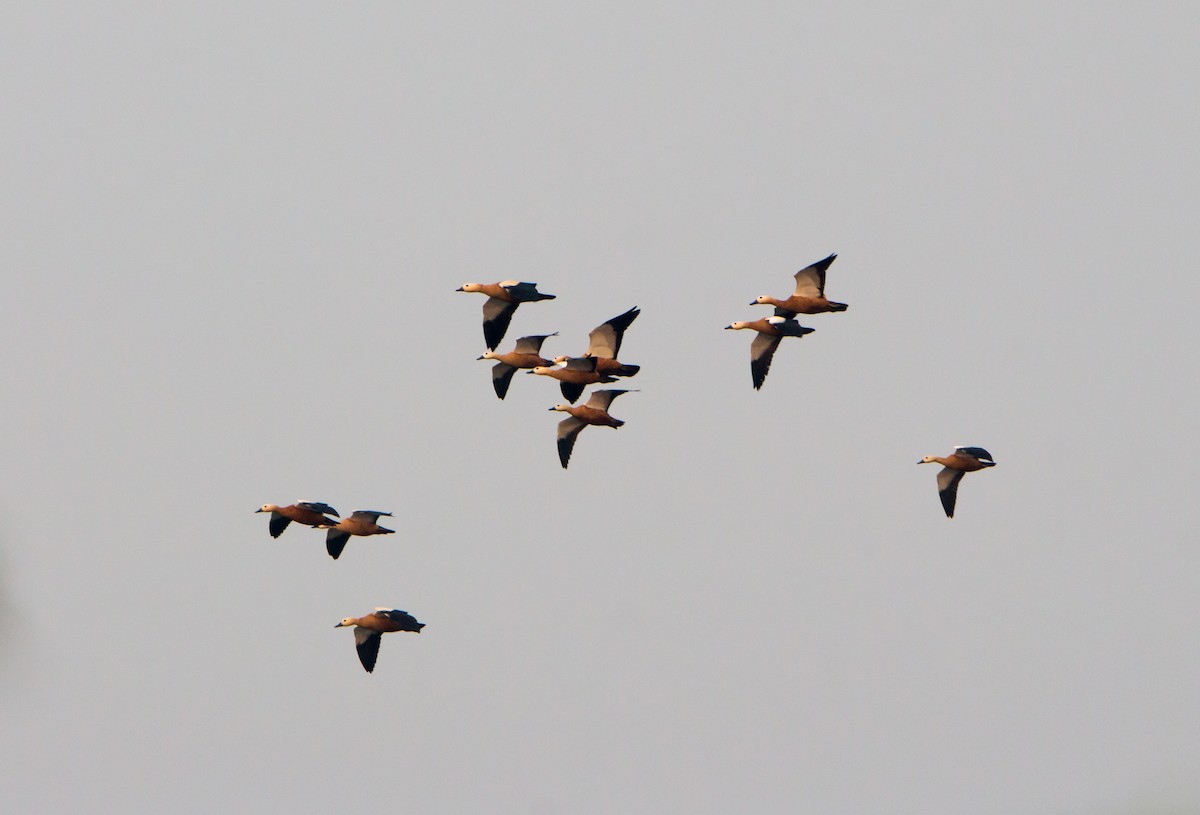 Ruddy Shelduck - ML645837681