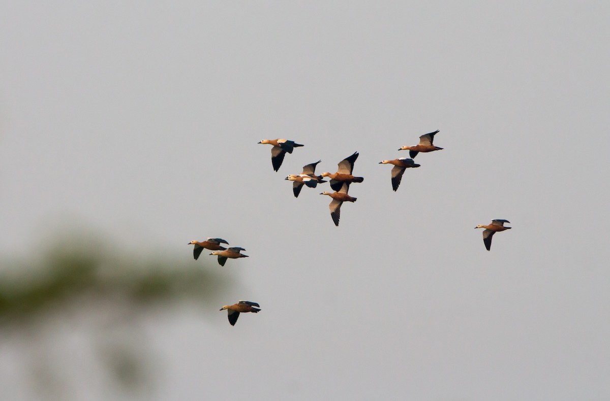 Ruddy Shelduck - ML645837682