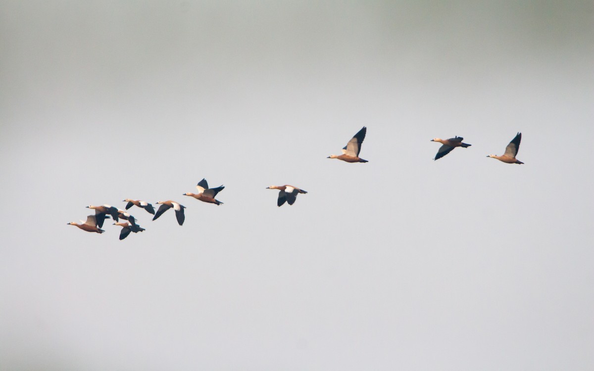 Ruddy Shelduck - ML645837683