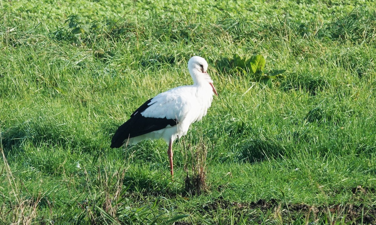 White Stork - ML645837693