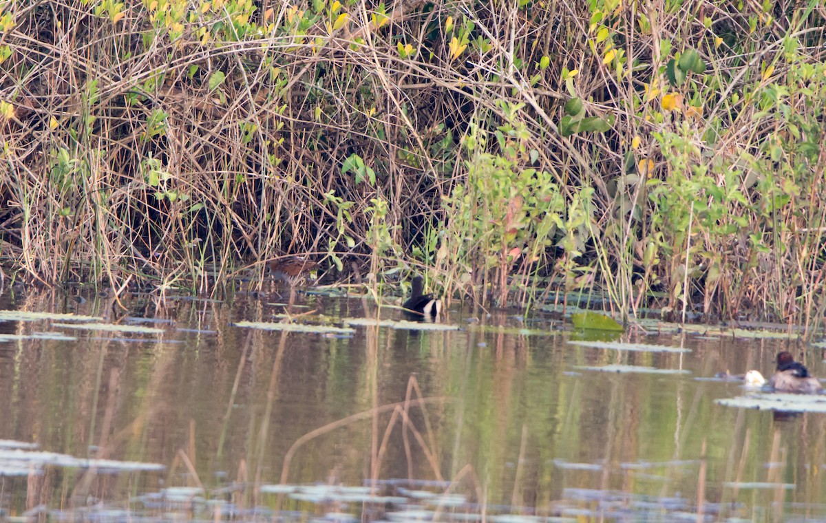 Eurasian Moorhen - ML645837695