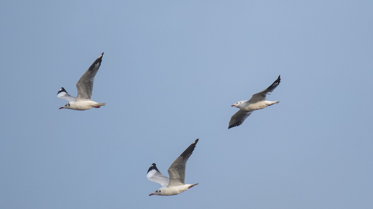 Hint Martısı - ML645837699