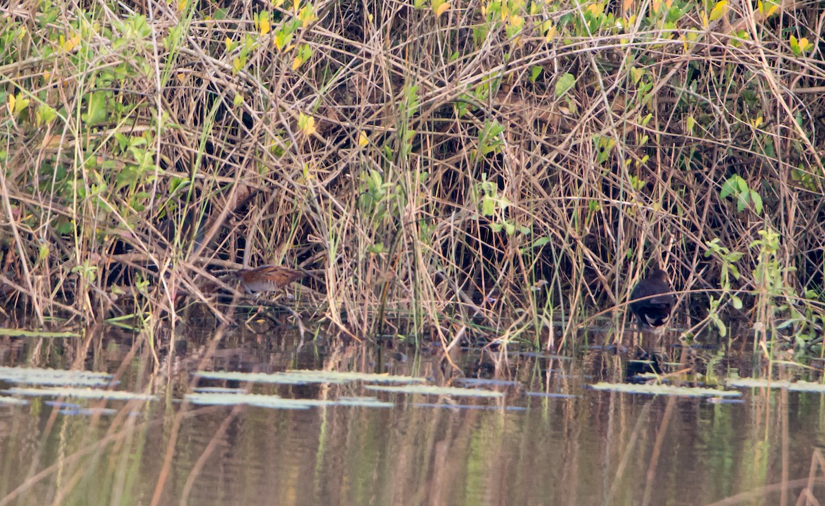 Baillon's Crake - ML645837704