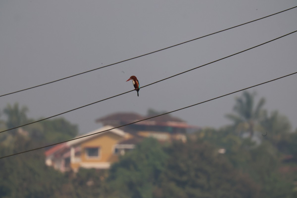 White-throated Kingfisher - ML645837707