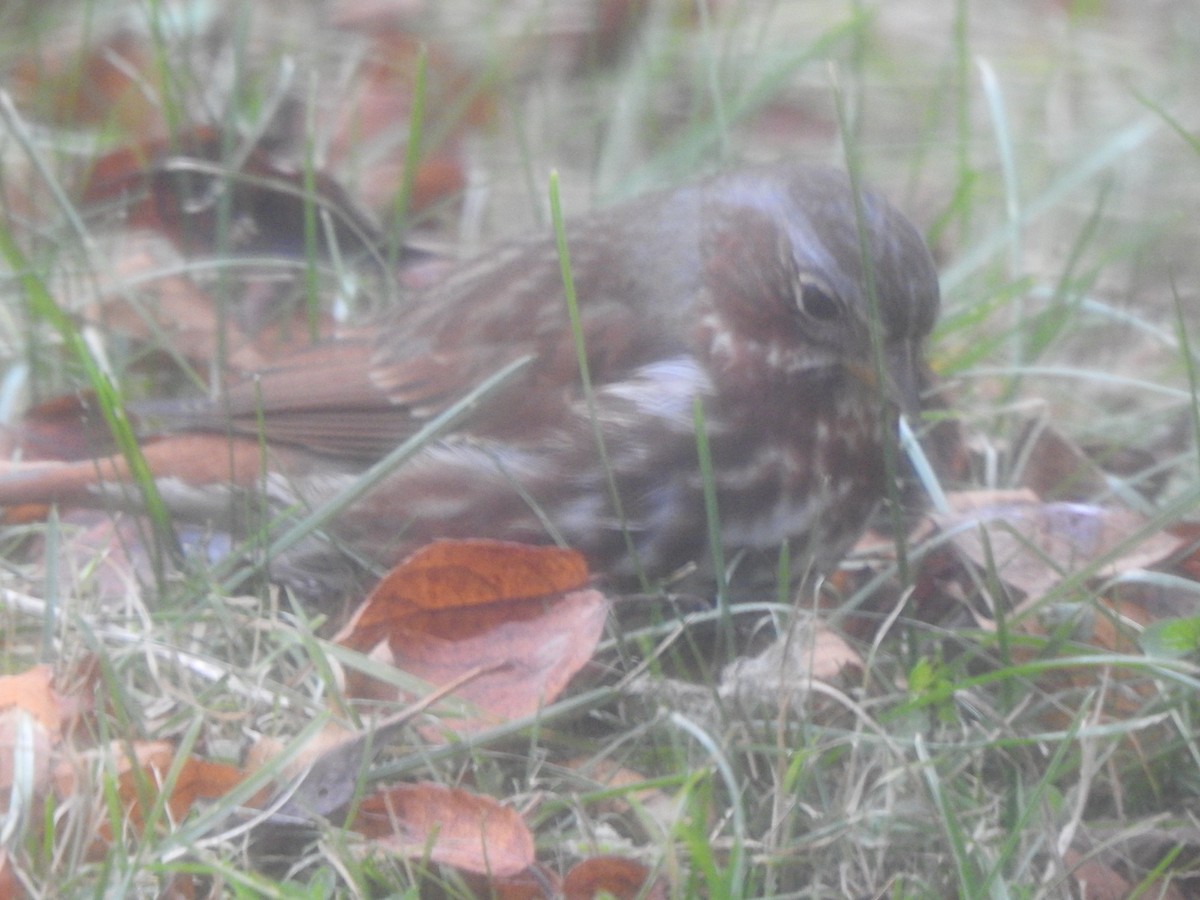 Fox Sparrow - ML645837709