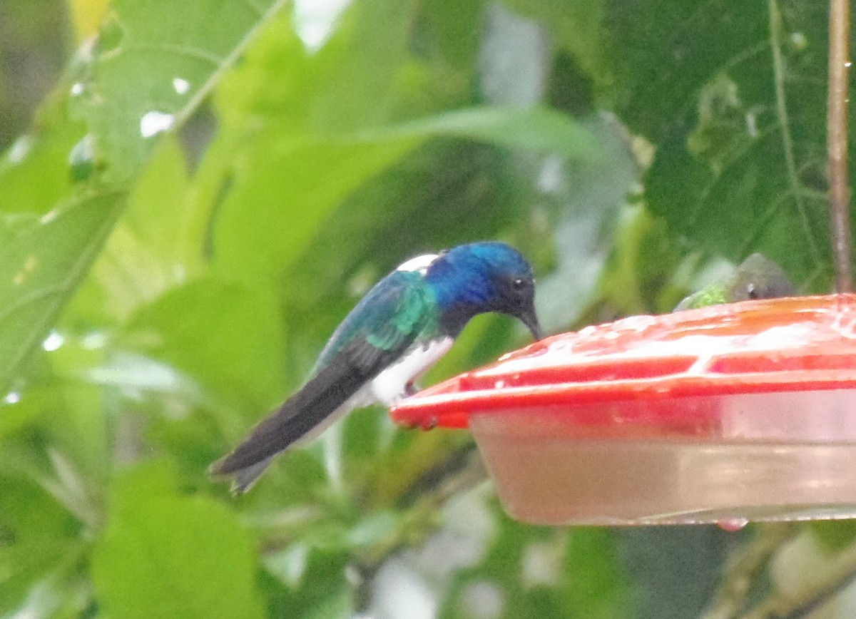 White-necked Jacobin - ML645837710