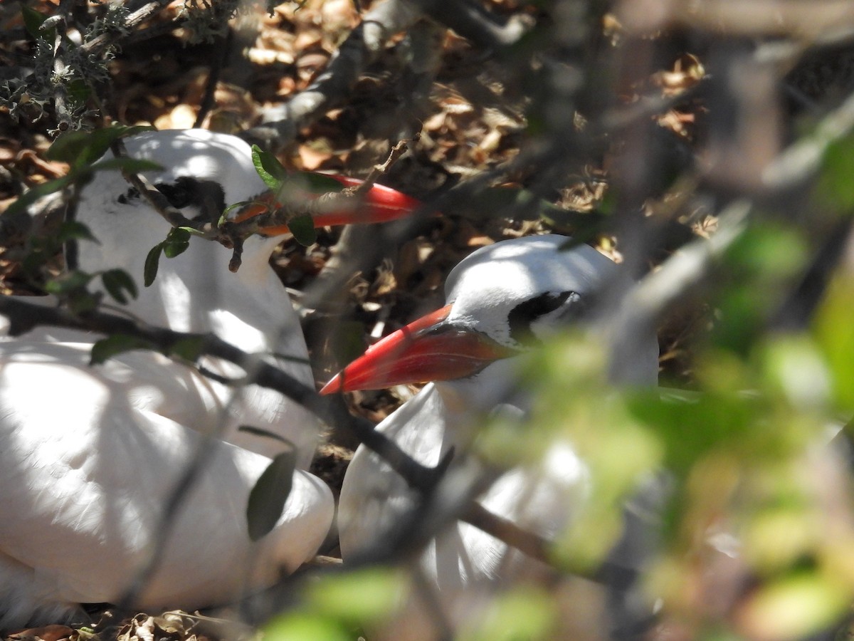 Red-tailed Tropicbird - ML645837711