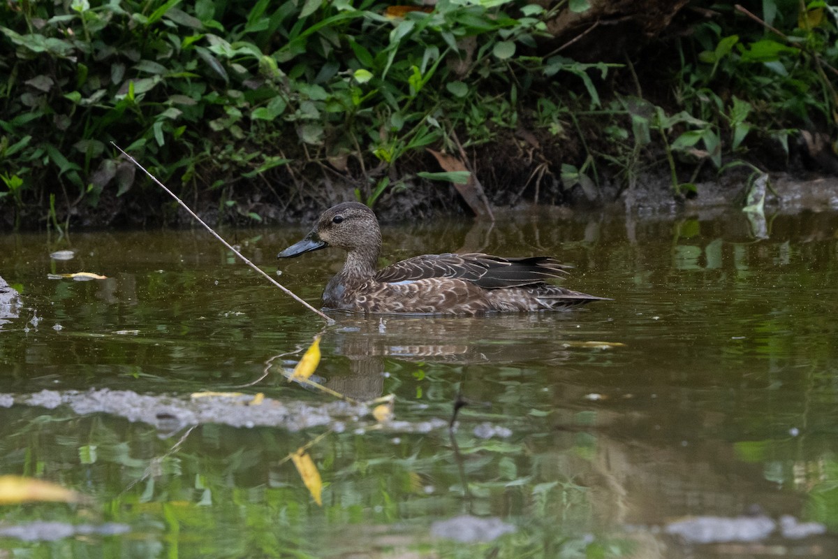 Blue-winged Teal - ML645837712