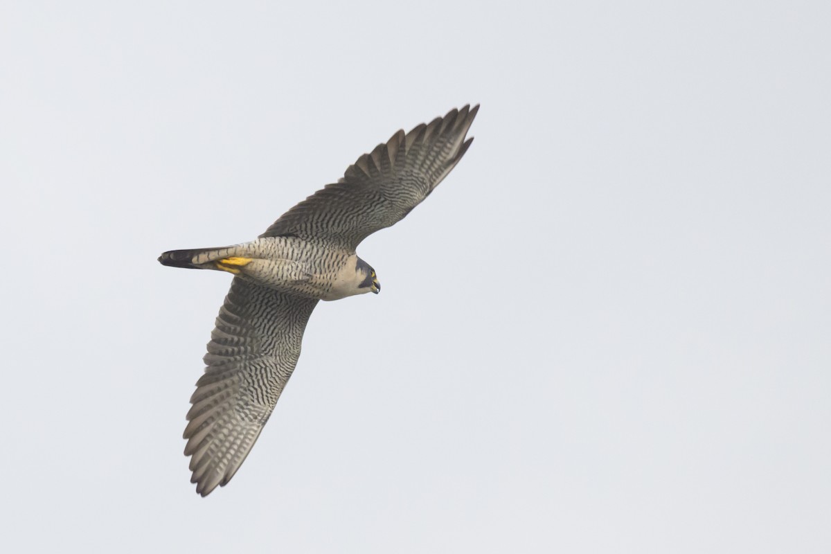Peregrine Falcon - ML645837713