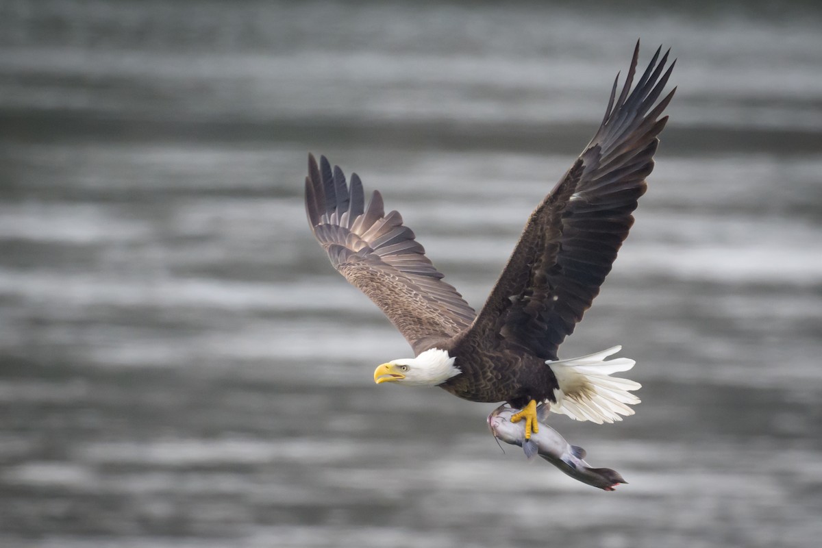 Bald Eagle - ML645837714