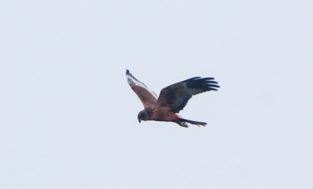 Western Marsh Harrier - ML645837715