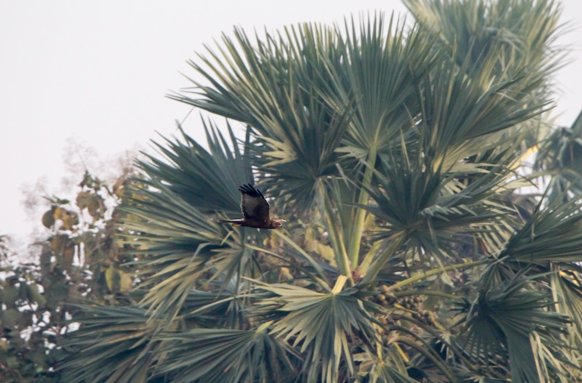 Western Marsh Harrier - ML645837716