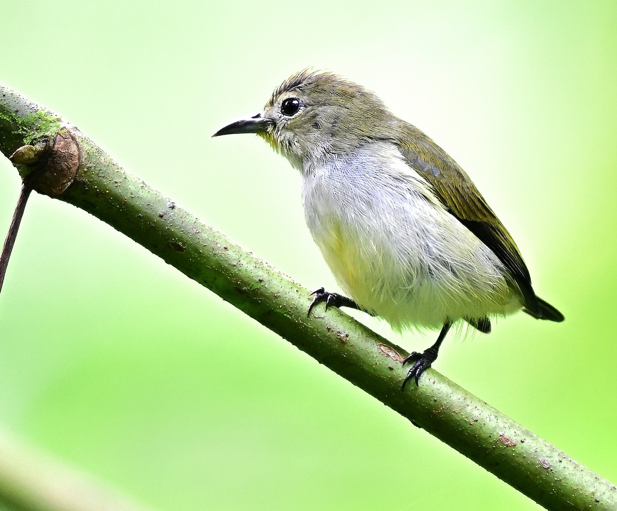 Andaman Flowerpecker - ML645837717