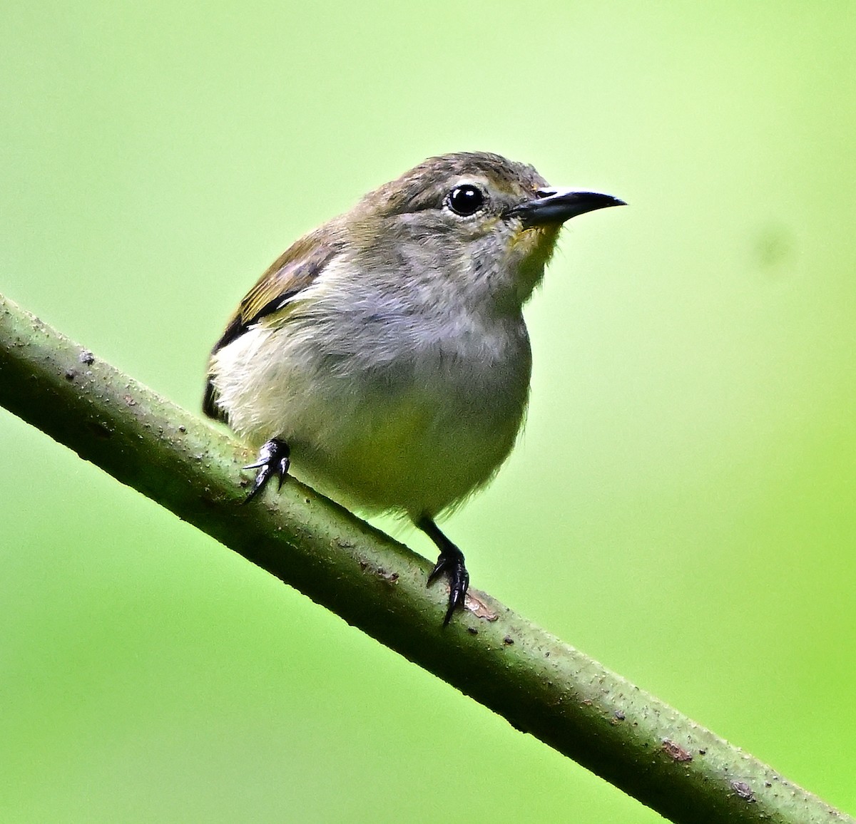 Andaman Flowerpecker - ML645837718