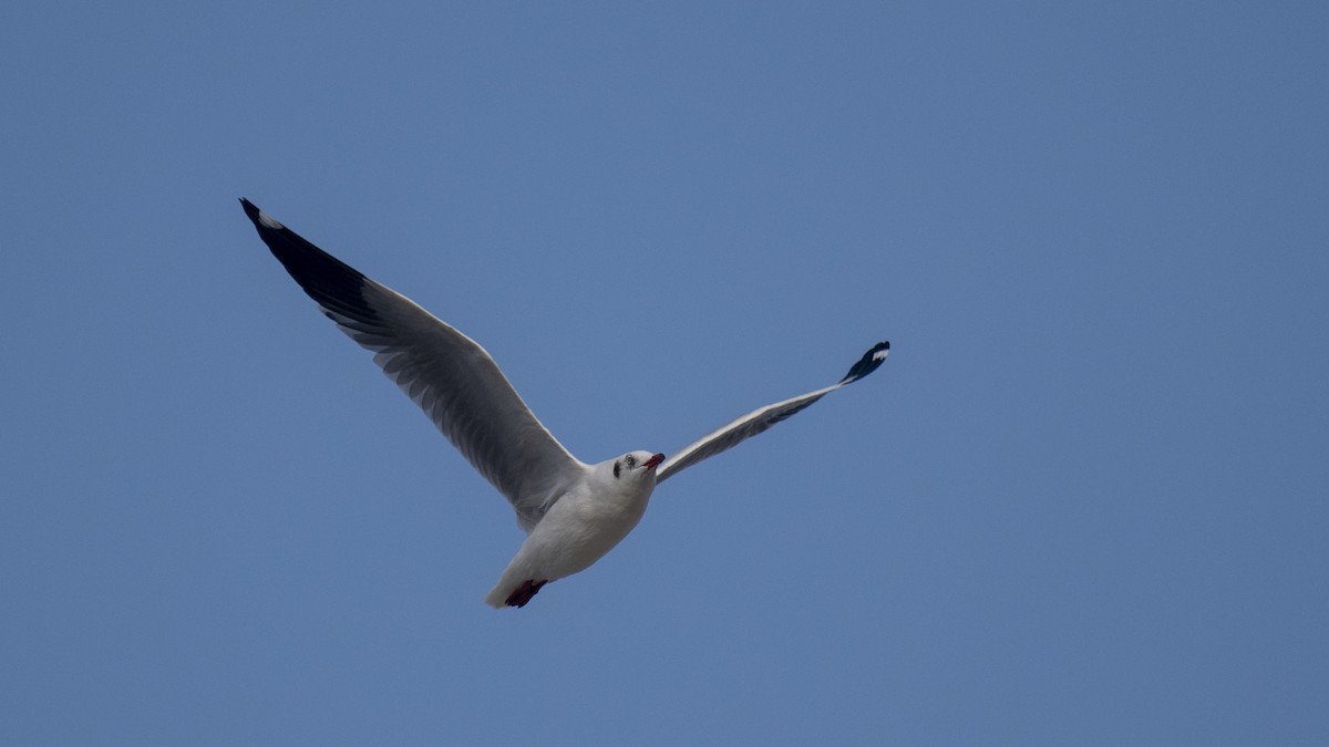 Brown-headed Gull - ML645837719