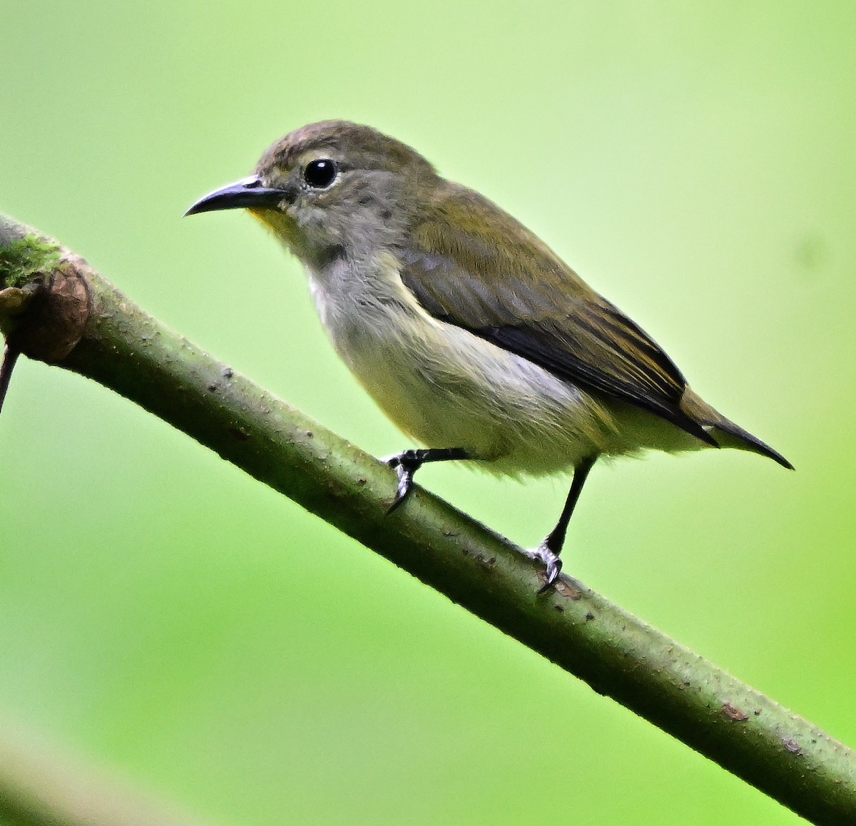 Andaman Flowerpecker - ML645837720