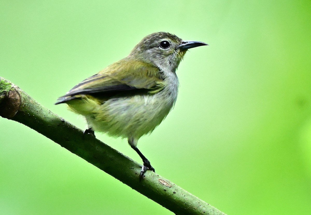 Andaman Flowerpecker - ML645837721
