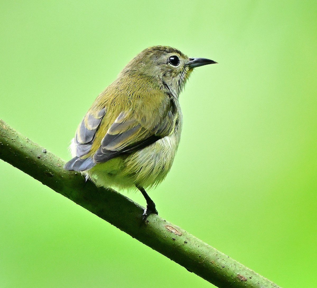 Andaman Flowerpecker - ML645837722