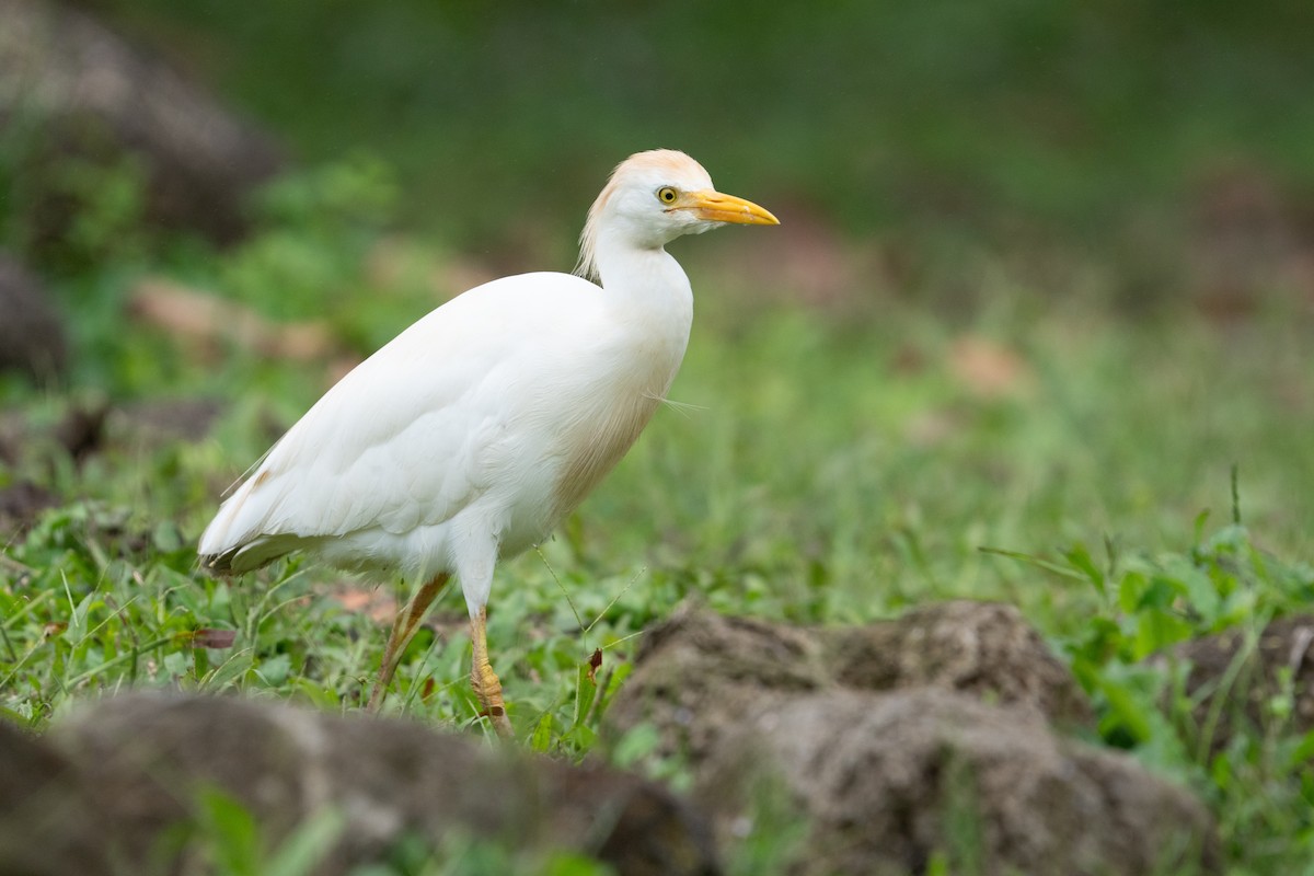 Western Cattle-Egret - ML645837723