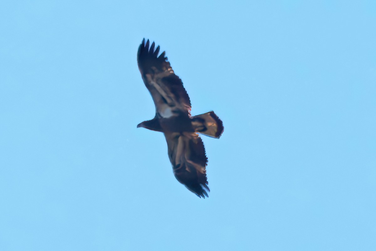 Bald Eagle - ML645837724