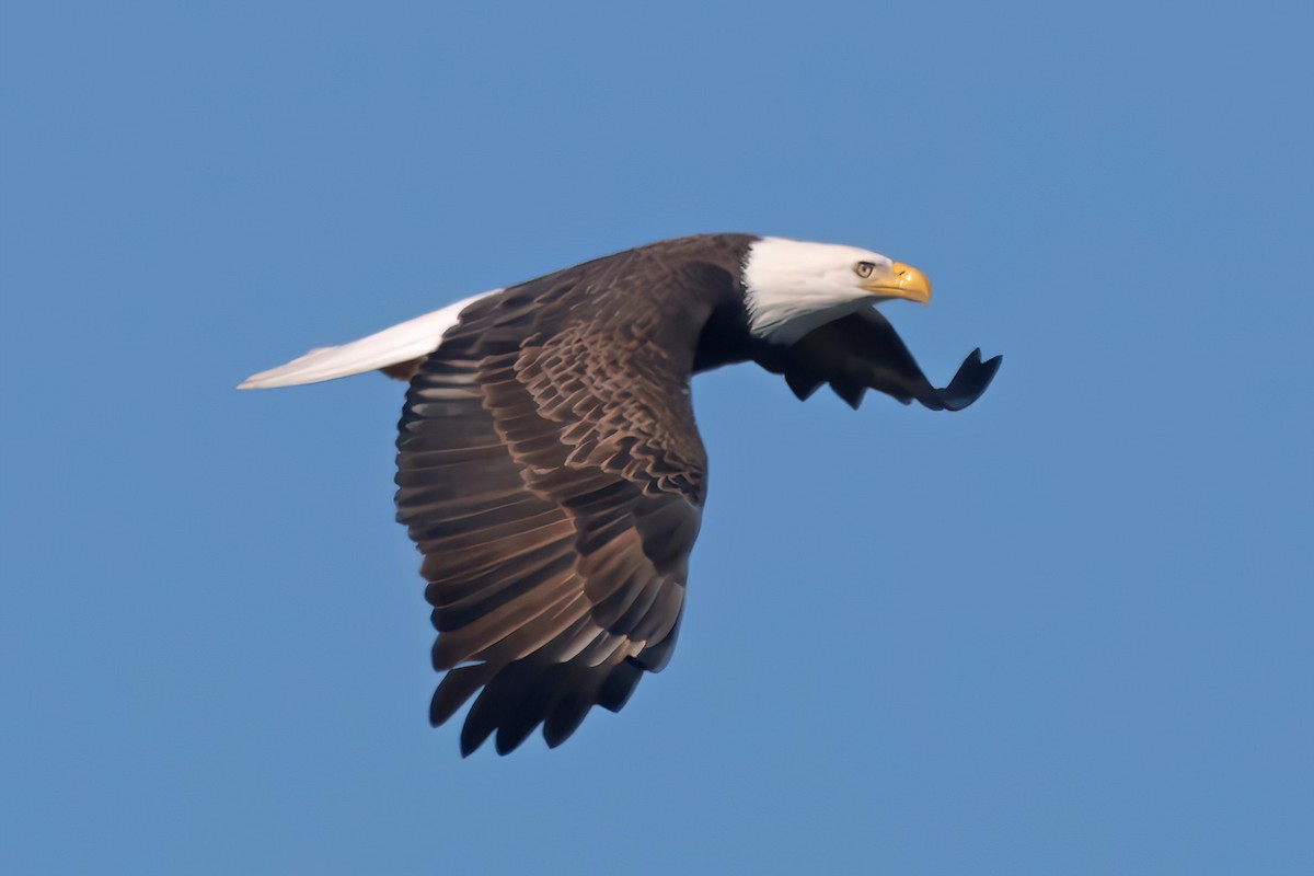 Bald Eagle - ML645837726