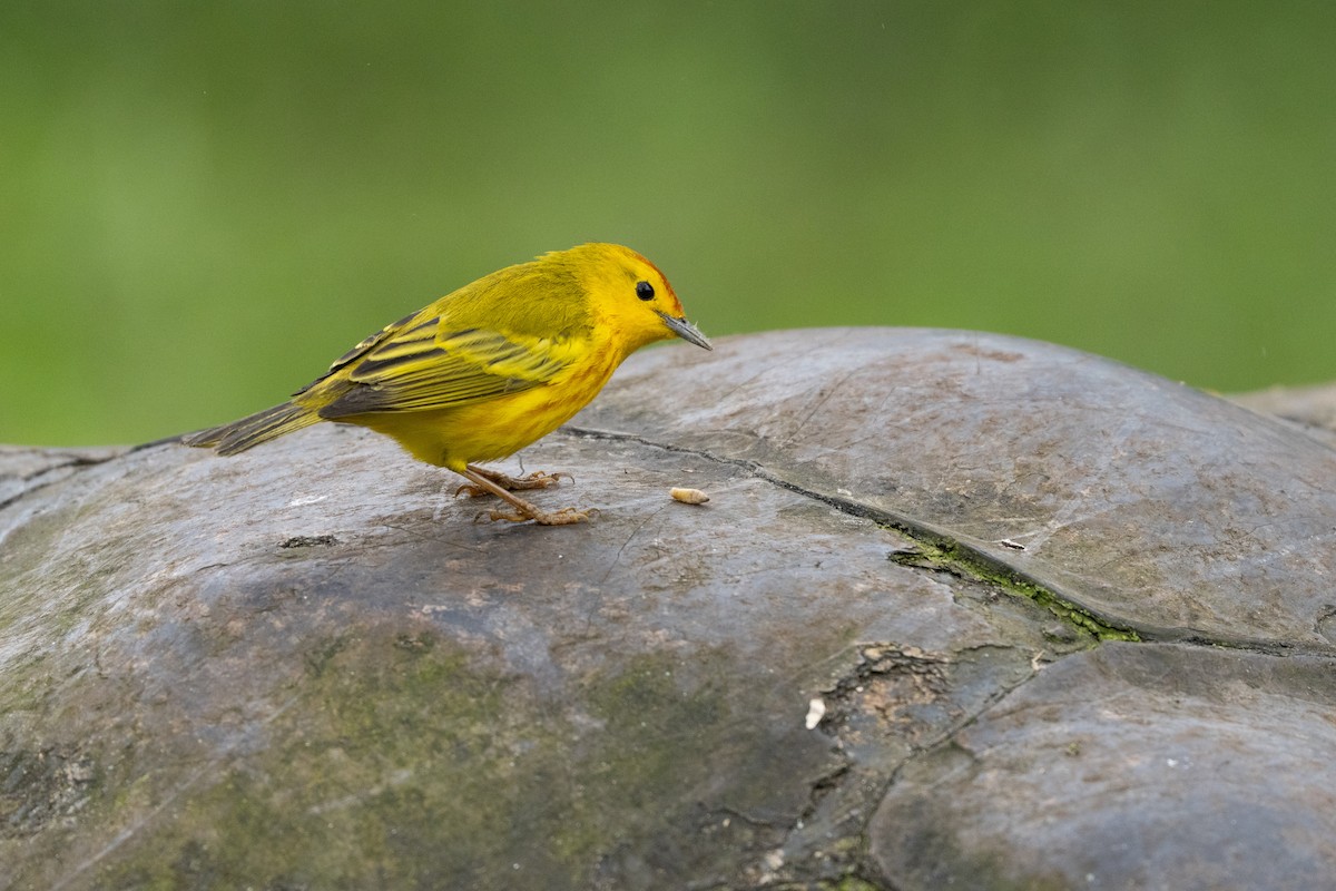 Mangrove Yellow Warbler (Galapagos) - ML645837727
