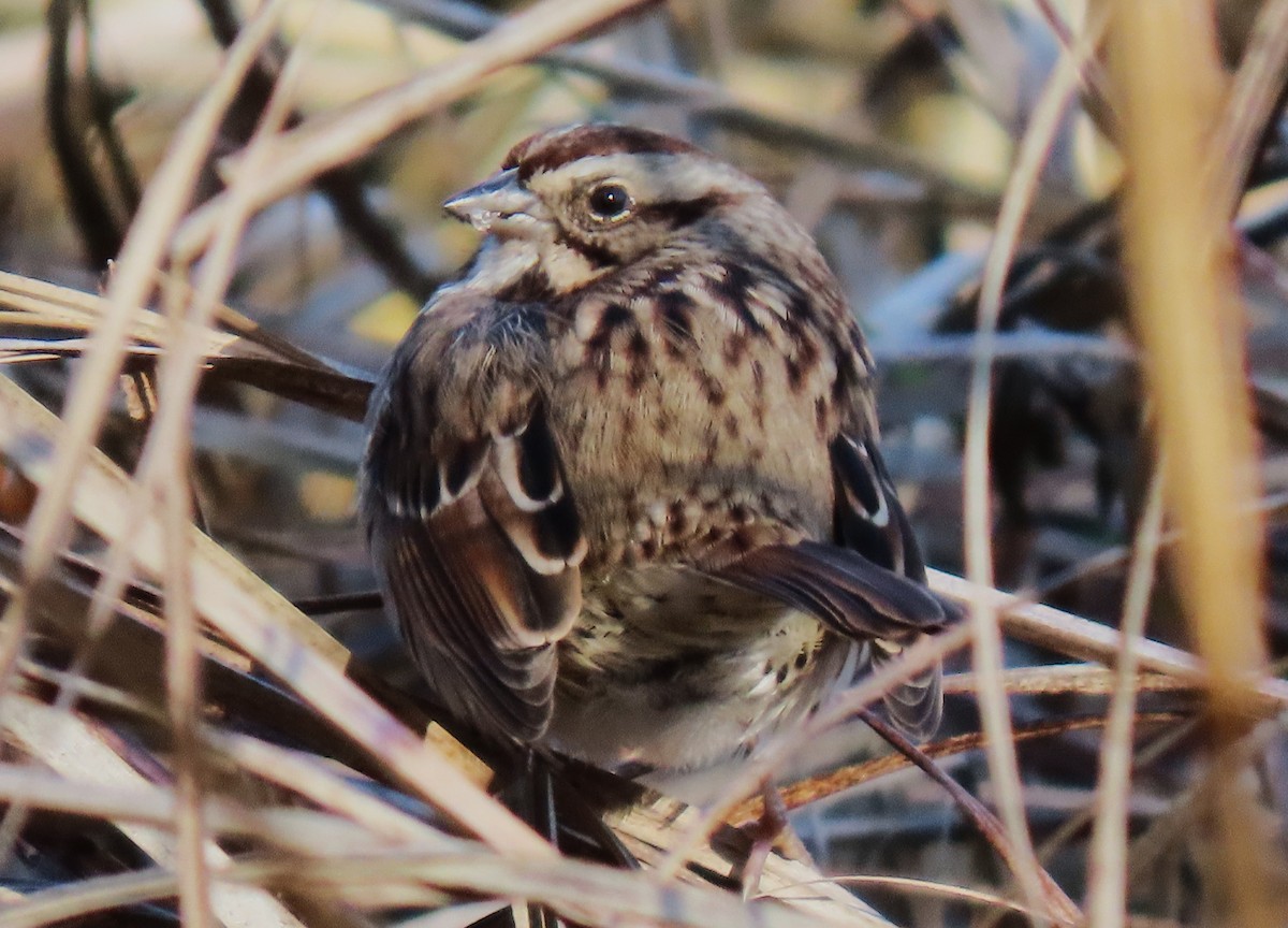 Song Sparrow - ML645837728