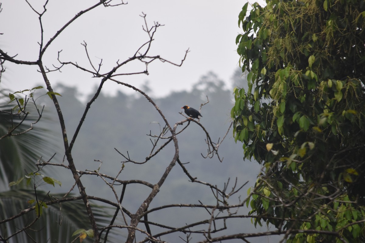 Southern Hill Myna - ML645837729