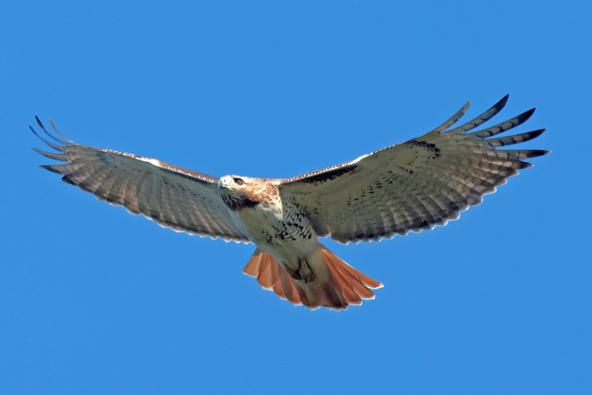 Red-tailed Hawk - ML645837730