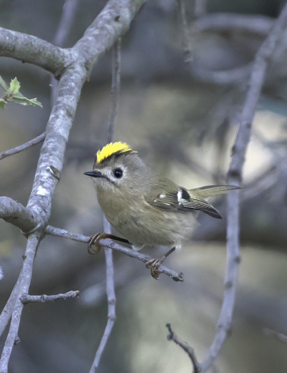 Goldcrest - ML645837731