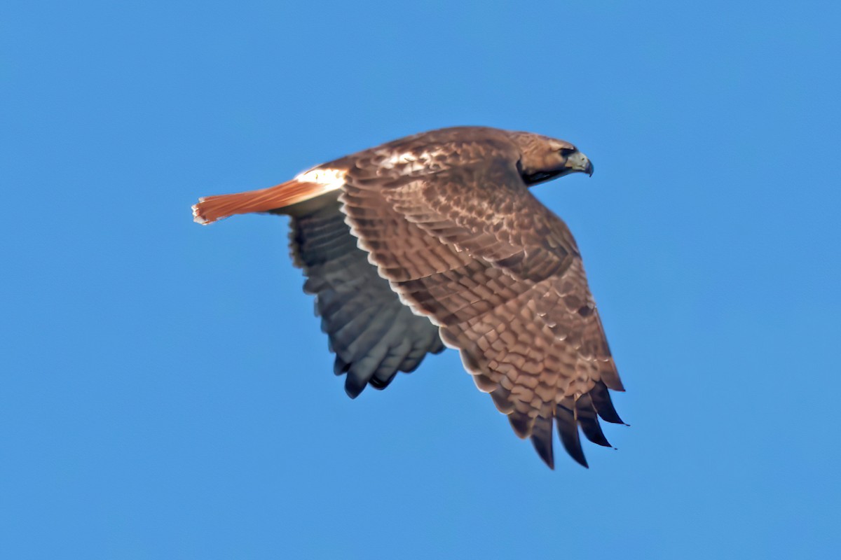 Red-tailed Hawk - ML645837732