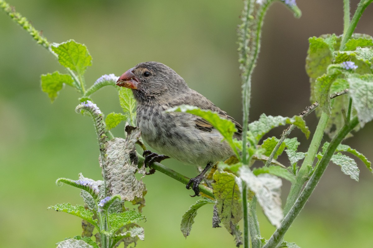 Vegetarian Finch - ML645837733