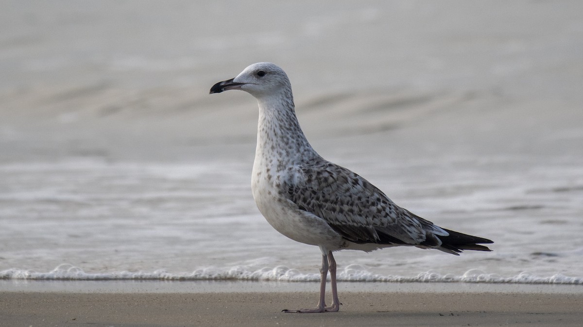 Lesser Black-backed Gull - ML645837734