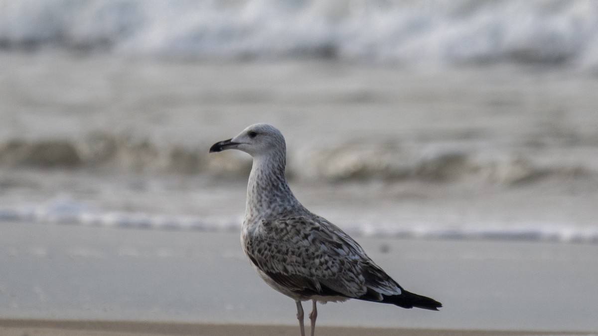 Lesser Black-backed Gull - ML645837735