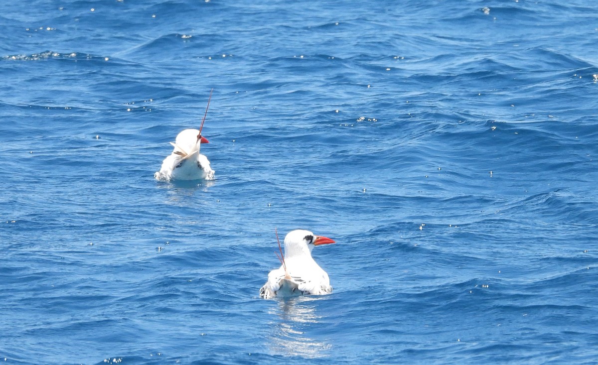 Red-tailed Tropicbird - ML645837737
