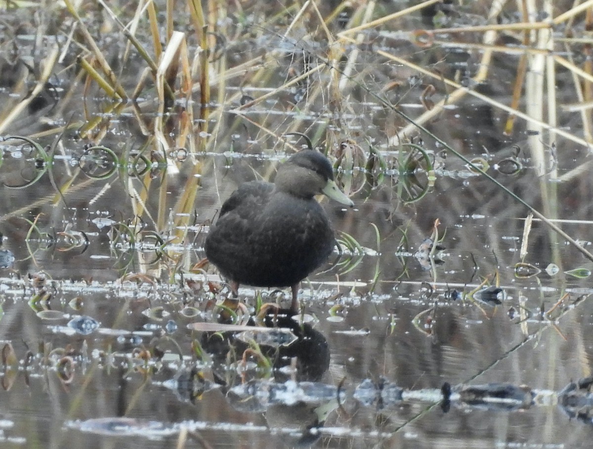 American Black Duck - ML645837738
