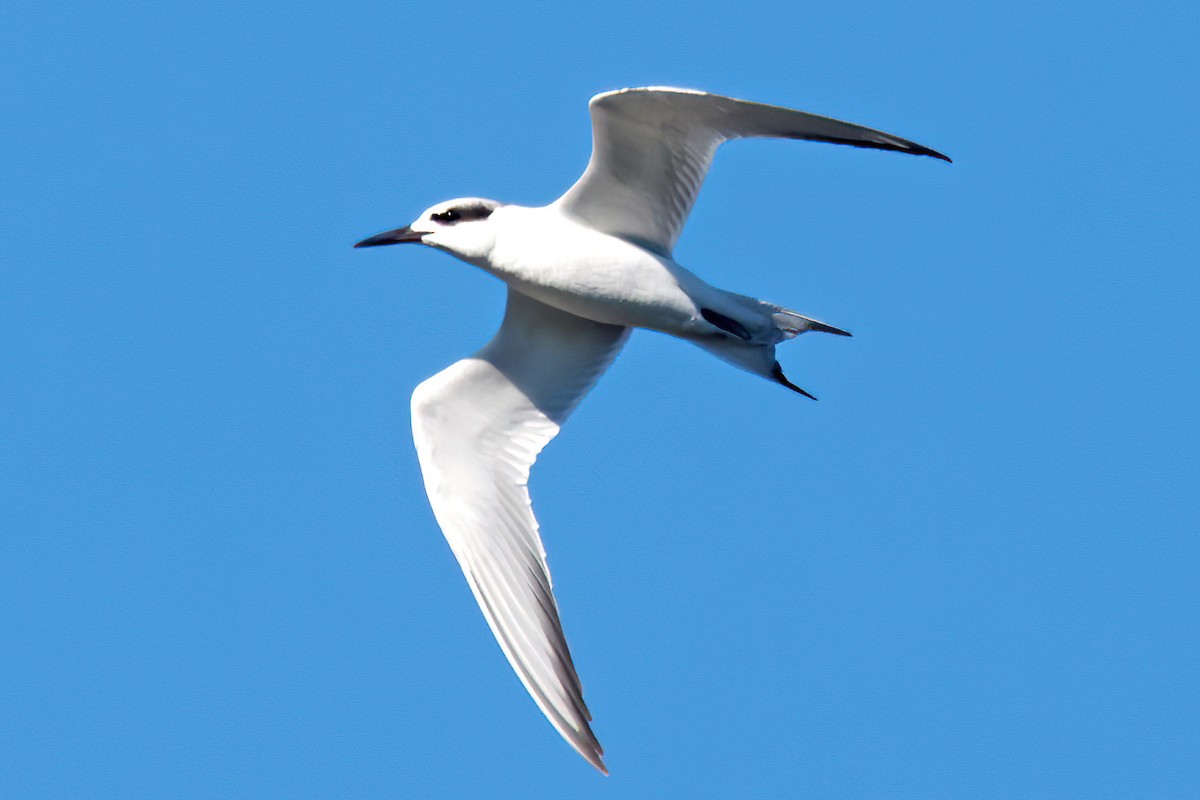 Forster's Tern - ML645837739