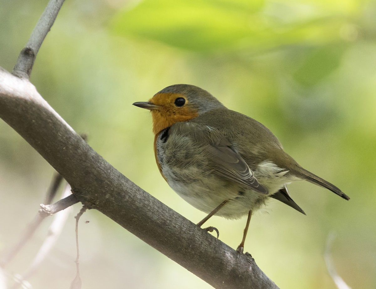 červenka obecná - ML645837742