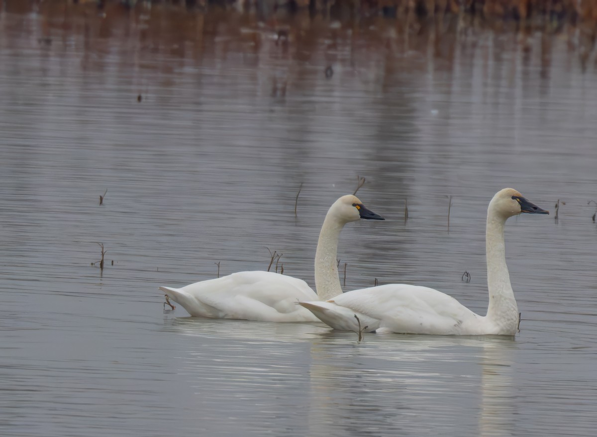 labuť malá - ML645837743