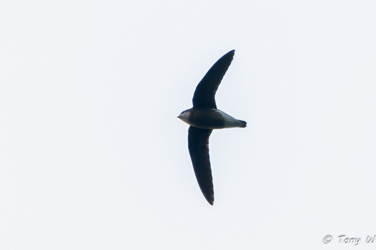 White-throated Needletail - ML645837745