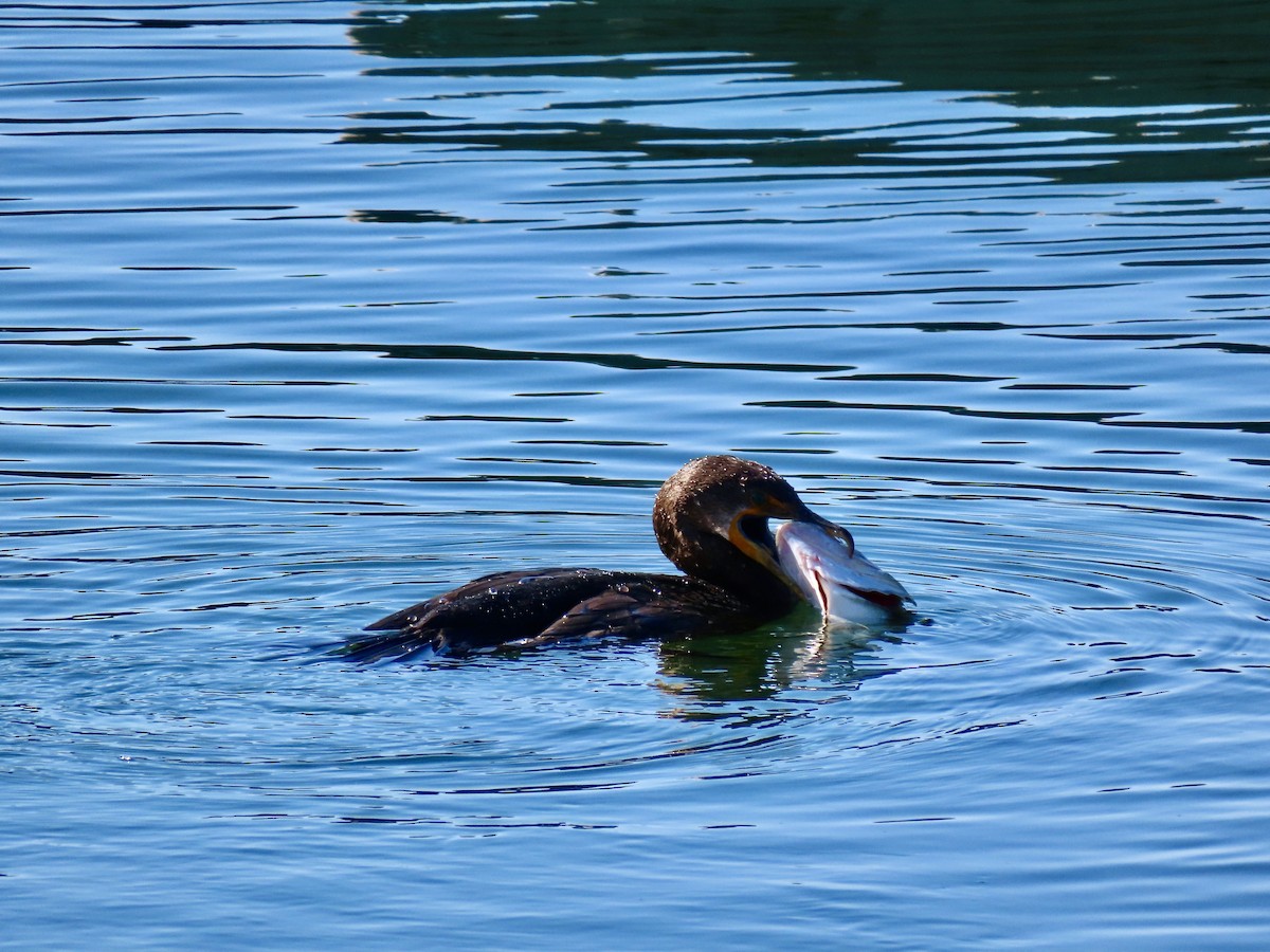 Double-crested Cormorant - ML645837758