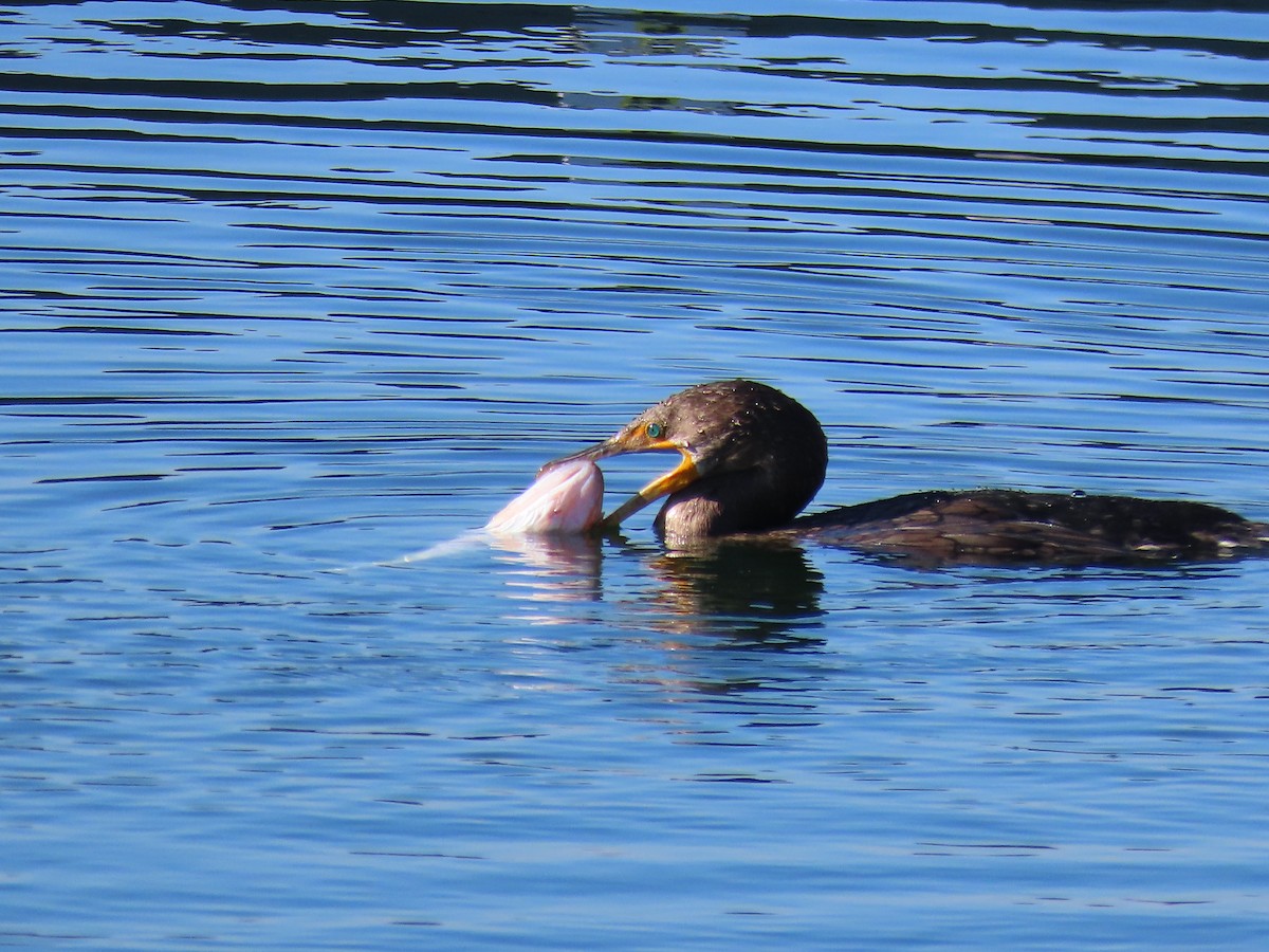 Double-crested Cormorant - ML645837759