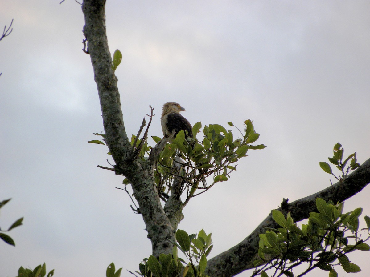 Yellow-headed Caracara - ML645837761