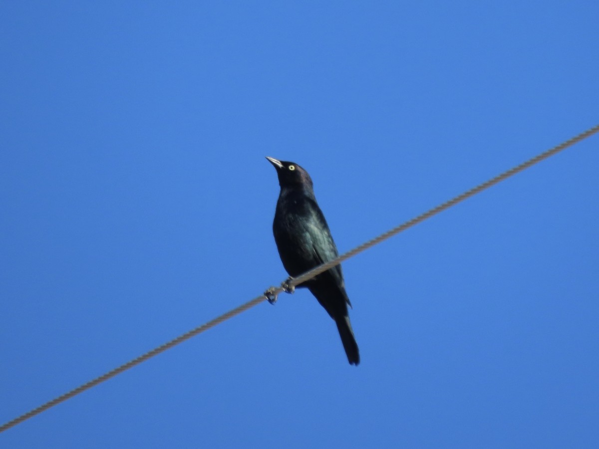 Brewer's Blackbird - ML645837784